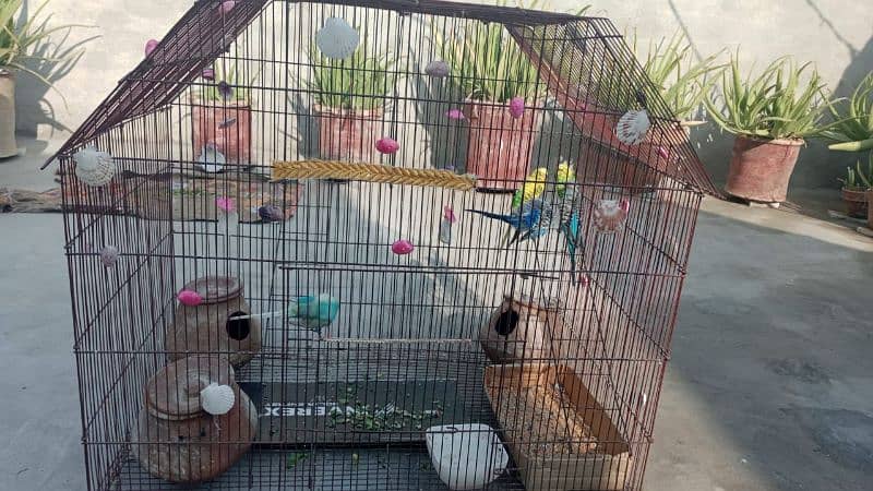 birds cage 3