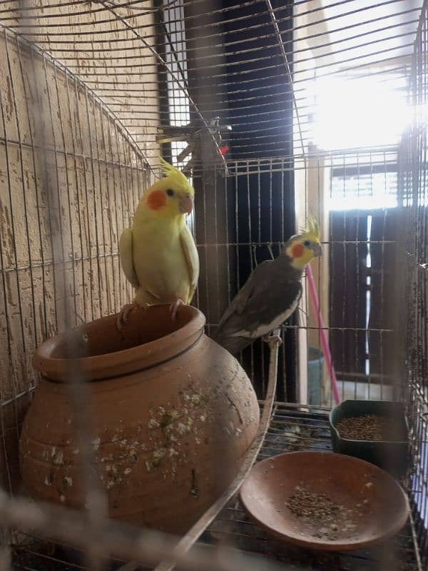 Cocktail parrots pair 0