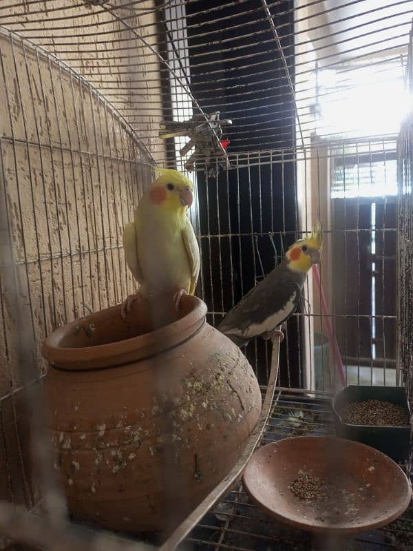 Cocktail parrots pair 2