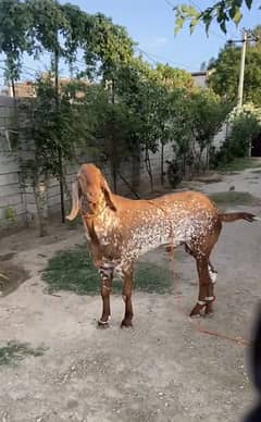 Maki cheeni breeder bakra/goat/bakra