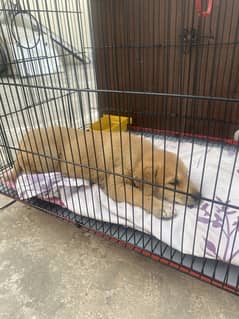 Goldenish brown labrador for sale 0