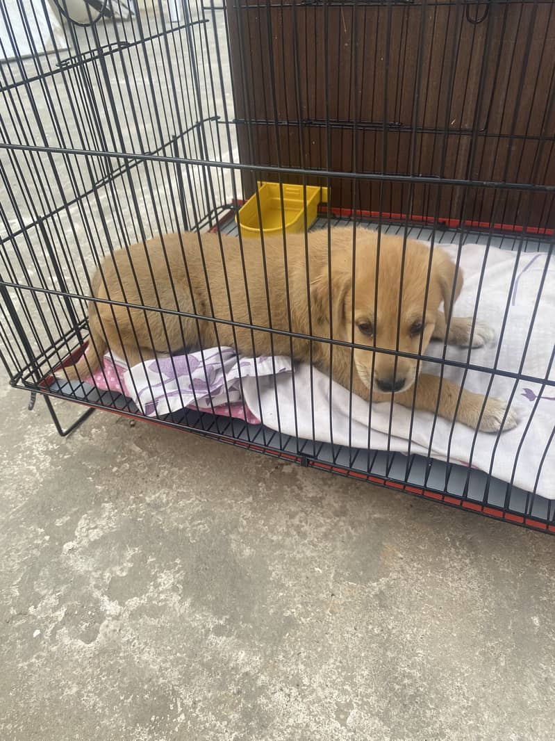 Goldenish brown labrador for sale 2