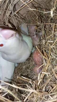 Albino Red eye with chicks