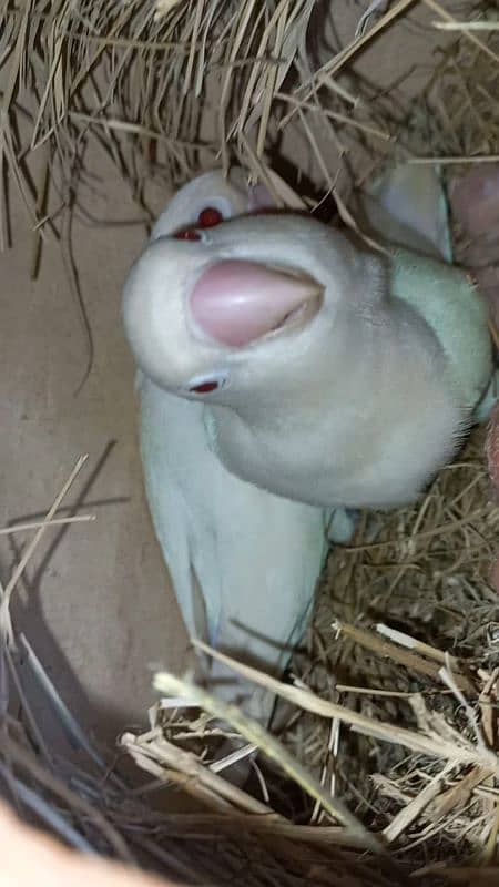 Albino Red eye with chicks 1