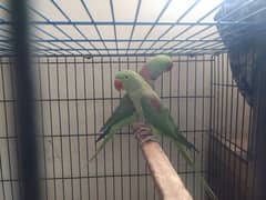 breed raw parrot for sale