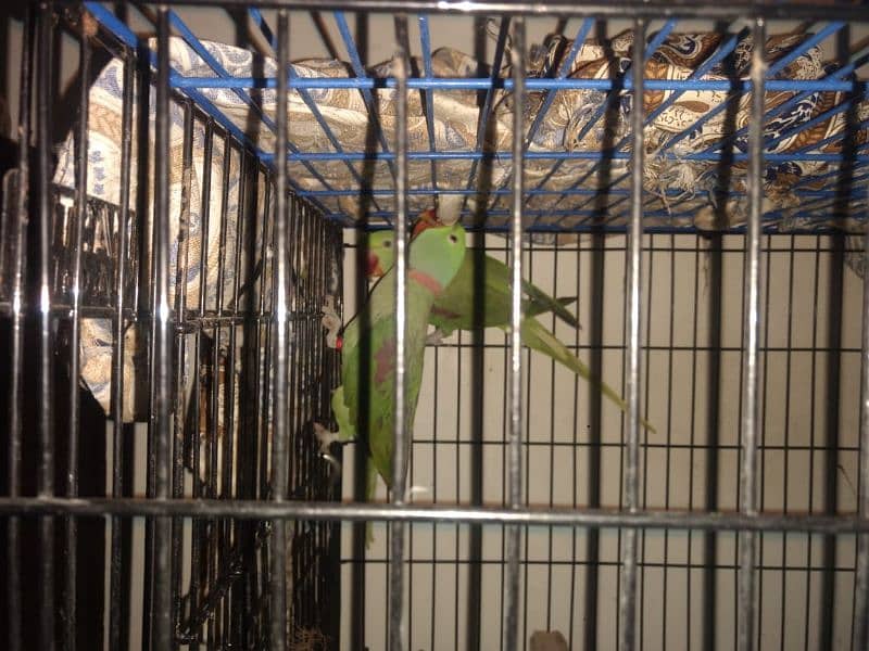 breed raw parrot for sale 1