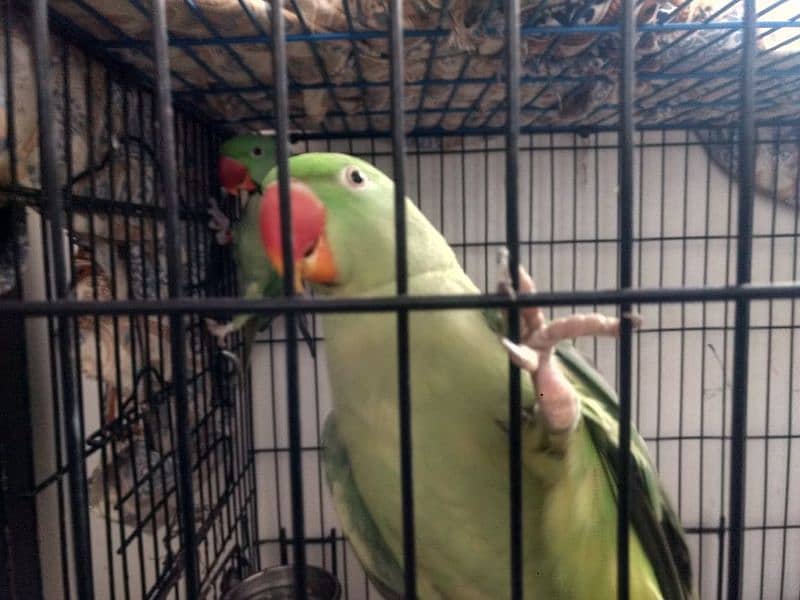 breed raw parrot for sale 2