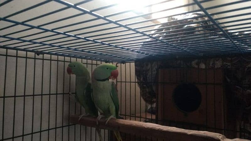 breed raw parrot for sale 3