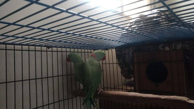 breed raw parrot for sale 4