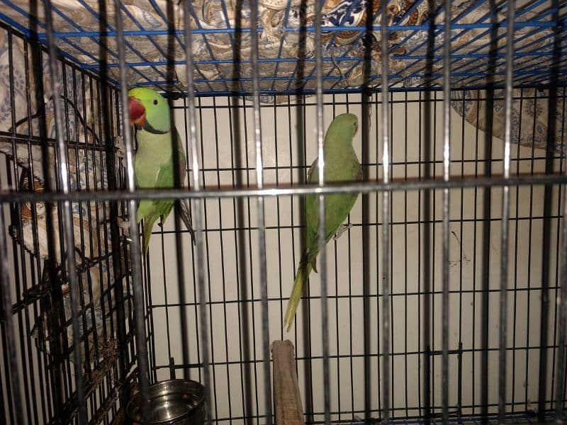 breed raw parrot for sale 5