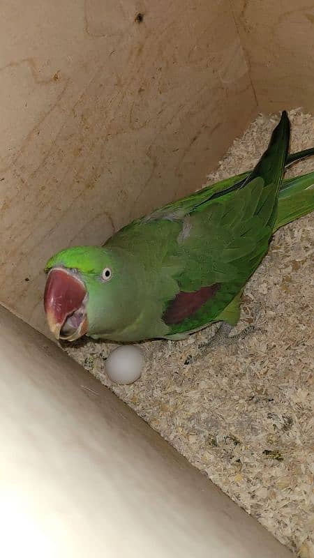 breed raw parrot for sale 6