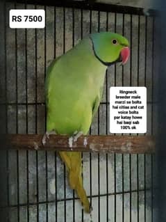 parrot bird Male for sale marzi se bolta hai