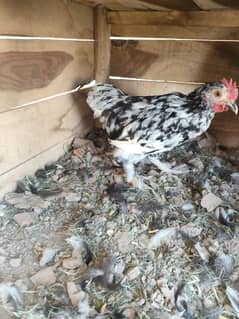 Male molted bantam chickens