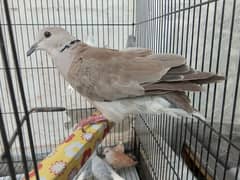 Female dove