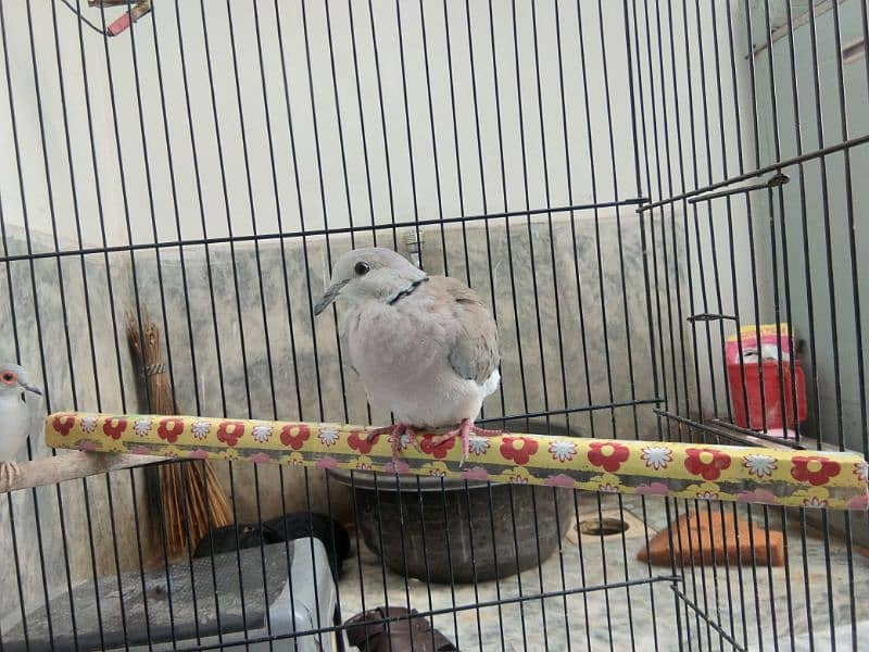 Female dove 1