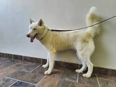 Paper white haski dog looking for new home