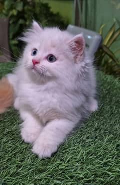 Heavy Fur Triple coat pure Persian kitten