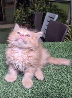 Ginger Color cute Persian kitten l Fluffy cute face kitten