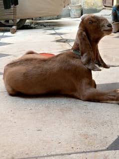 dasi bakra urgant sale