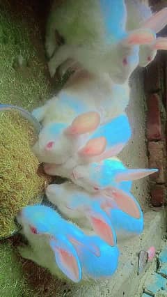 Rabbit RED EYE WHITE for sale 0