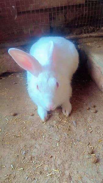 Rabbit RED EYE WHITE for sale 1