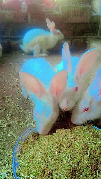 Rabbit RED EYE WHITE for sale 3