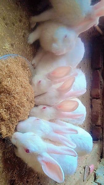 Rabbit RED EYE WHITE for sale 4