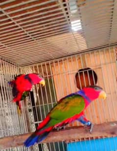 blackcap lori pair 03156376925