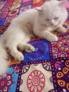 Persian male cat for Sale