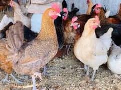 golden misri egg laying hen desi murgi anda