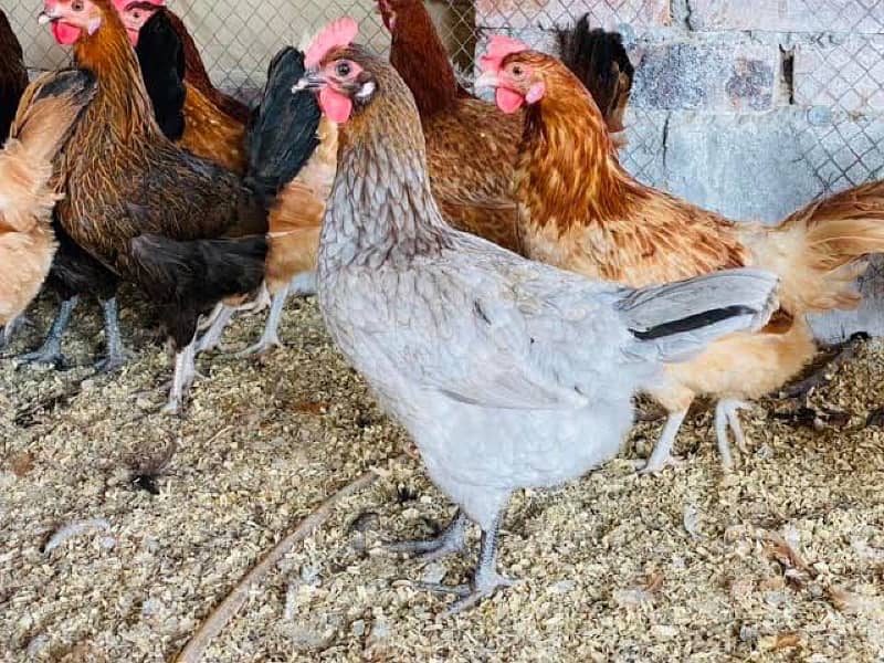 golden misri egg laying hen desi murgi anda 1