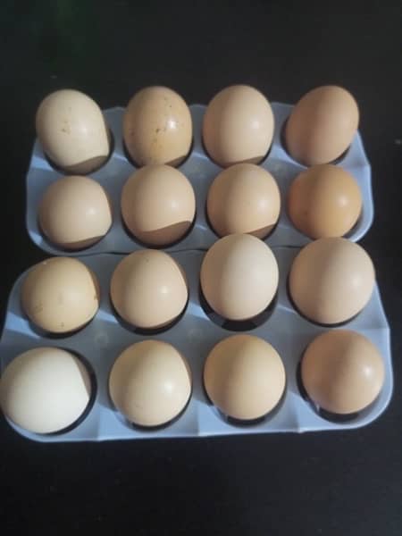 golden misri egg laying hen desi murgi anda 2