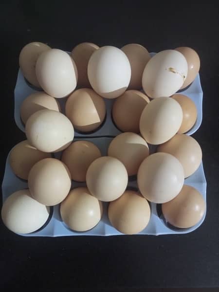 golden misri egg laying hen desi murgi anda 3