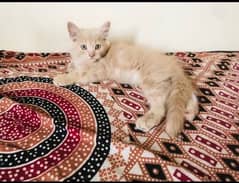 Persian kitten double coated male kitten in fawn colour