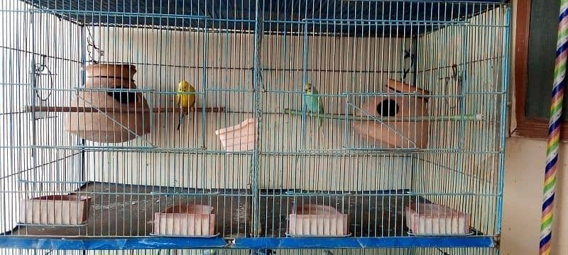 parrots 1