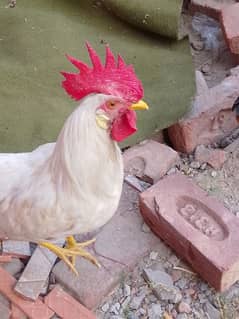 white hen 0