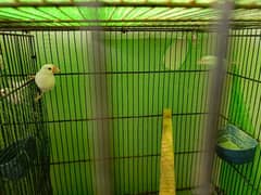 white java breeder pair available  with chicks 6 6 bacho ky sath ka p