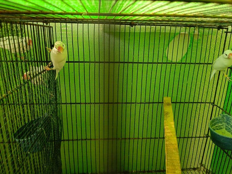 white java breeder pair available  with chicks 6 6 bacho ky sath ka p 1