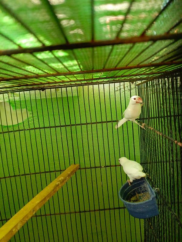 white java breeder pair available  with chicks 6 6 bacho ky sath ka p 4