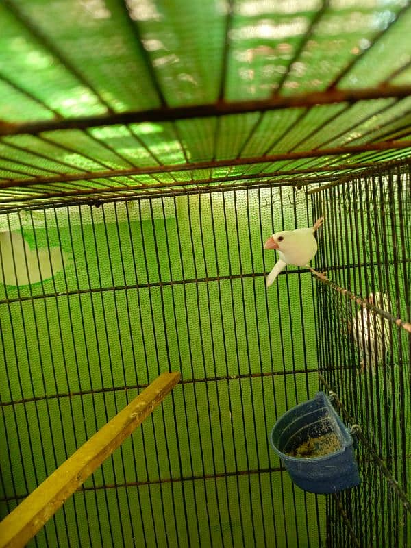 white java breeder pair available  with chicks 6 6 bacho ky sath ka p 5