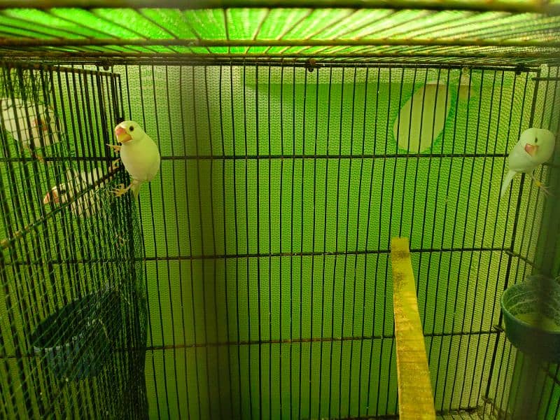 white java breeder pair available  with chicks 6 6 bacho ky sath ka p 6