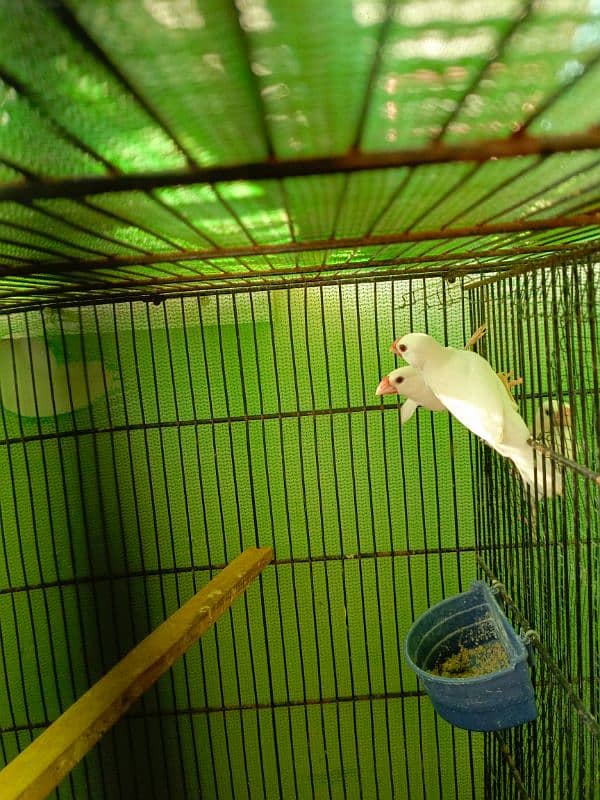 white java breeder pair available  with chicks 6 6 bacho ky sath ka p 7