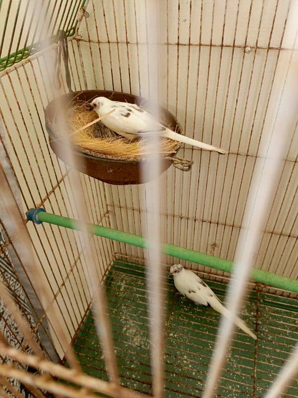 white java breeder pair available  with chicks 6 6 bacho ky sath ka p 8