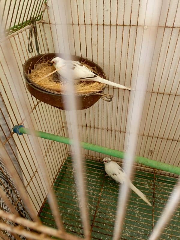 white java breeder pair available  with chicks 6 6 bacho ky sath ka p 9