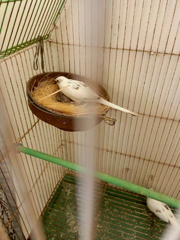 white java breeder pair available  with chicks 6 6 bacho ky sath ka p 10