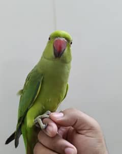 Green ringneck [0,3,3,4,5,2,3,3,7,3,5]