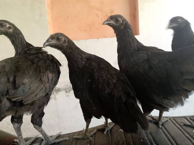 Indonesian Black Tongue | Ayam Cemani |Ayam cemani Hens | Black tounge 4