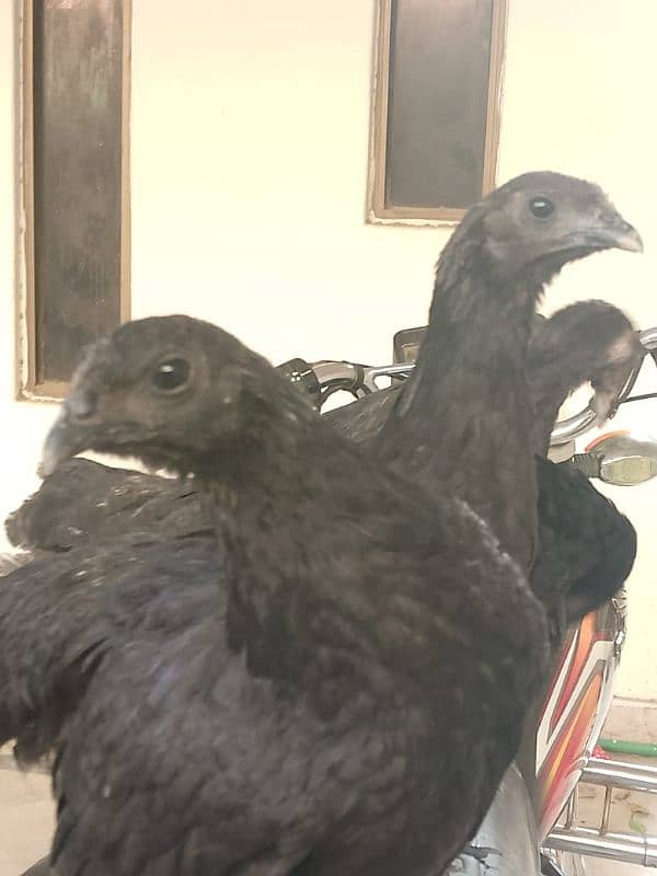 Indonesian Black Tongue | Ayam Cemani |Ayam cemani Hens | Black tounge 1