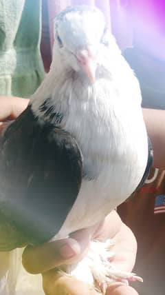 sherazi female pigeon