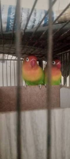 lovebird